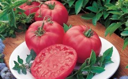 Varieti masak awal yang pasti anda suka - Tomato Pink Dream