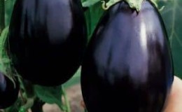 Why summer residents like the Black Beauty variety of eggplant and how to grow it