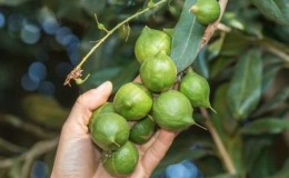 Saan at paano lumalaki ang macadamia nut at paano ito ginagamit?