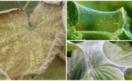 Why spider mites appear on cucumbers: what to do to defeat the pest and save the crop