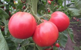 Kami menanam tomato Pink ajaib F1 dari menyemai hingga menuai: ulasan daripada petani dan cadangan praktikal