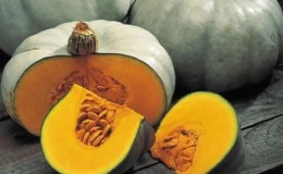 Variedad de calabaza gris Volzhskaya de frutos grandes y de mitad de temporada: reglas de tecnología agrícola y consejos para el cultivo