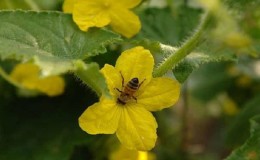 Hvad er gold blomst på agurker og funktionerne i dens behandling, som du måske ikke kender til