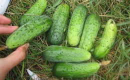 Early ripe Parisian gherkin cucumbers for the most delicious winter preparations