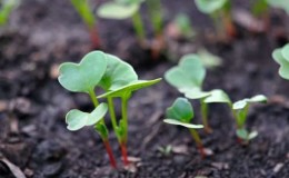 Característiques de la plantació de raves al juliol