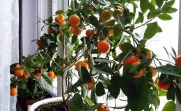 The best fertilizers for a tangerine tree at home