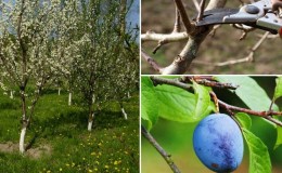 Stapsgewijze instructies voor het snoeien van een pruimenboom in de zomer met uw eigen handen