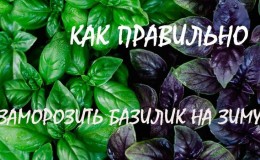 How to properly freeze basil for the winter: a selection of the best methods