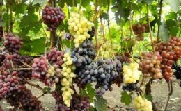 Recomendaciones de viticultores experimentados: ¿es posible plantar diferentes variedades de uvas una al lado de la otra y cuáles son los beneficios y daños de esto?