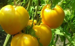 Varieti terbaru yang menjanjikan yang anda akan suka - tomato Raja Siberia: gambar dan ciri tersendiri