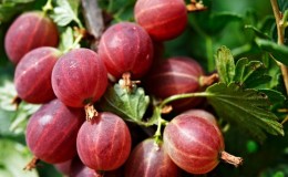 Konsul varieti gooseberry tanpa duri yang bersahaja dengan rasa yang sangat baik dan imuniti yang kuat