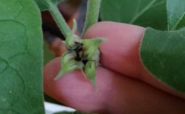 Pourquoi les aubergines ne sont-elles pas mises en serre et que faire à ce sujet