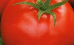 Tomato Aphrodite f1, disukai oleh tukang kebun di semua wilayah di negara ini: ulasan, kelebihan dan kekurangan varieti