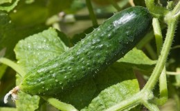 Una variedad universal de pepinos, un verdadero coronel, amado por muchos veraneantes.