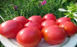 Pelbagai tomato manis rantau Volga purba: ulasan tomato Syzran Pipochka dan selok-belok penanamannya