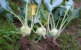 When to harvest kohlrabi cabbage and beds