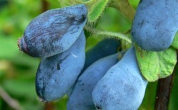 Large-fruited dessert variety of honeysuckle Wojtek