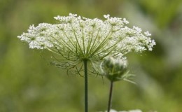 Vilken typ av blomställning har en morot: beskrivning och egenskaper