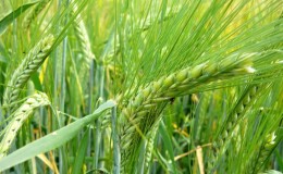 Characteristics of barley varieties: Dostoyny, Duncan, Harlem and others