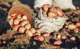 Como conseguir uma boa colheita de batata no seu terreno, mesmo em uma área pequena