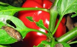 Wie man mit Schnecken auf Paprika im Gewächshaus umgeht: die wirksamsten Methoden, um Pflanzen vor Schädlingen zu schützen