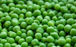 What crops are best to plant peas next to?