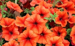 ¿Cuáles son los beneficios de las flores de petunia y cómo cultivarlas correctamente?