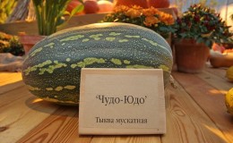 Zucca butternut Miracle Yudo: una varietà unica per la conservazione a lungo termine e la preparazione di piatti deliziosi