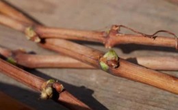 Instrucciones paso a paso para injertar uvas en otoño.