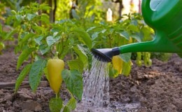 Wie oft man Paprika in einem Gewächshaus gießt: Eine Anleitung zur richtigen Bewässerung für hohe Erträge