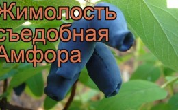 Непретенциозен вкусен сорт орлови нокти Amphora