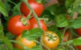 Tomates Chaperon Rouge, populaires parmi les résidents d'été: description de la variété et instructions pour la cultiver vous-même