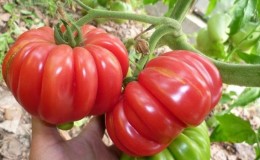 Varieti yang sangat luar biasa dari penternak Siberia adalah tomato ketam Jepun, yang tidak akan meninggalkan sesiapa pun yang acuh tak acuh