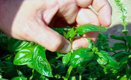 When and how to pinch basil correctly and why this procedure is needed