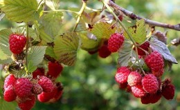 Instrucciones para cuidar las frambuesas en verano para principiantes y consejos de jardineros experimentados.