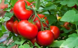 Kami menanam hasil tuaian yang kaya di tanah terbuka - tomato Vityaz yang berterusan