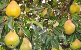 High-yielding resistant pear variety Elena