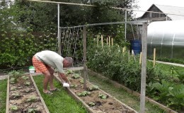 Instruktioner til dannelse af agurker på et espalier i det åbne område for begyndere gartnere