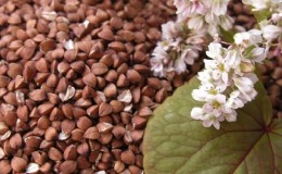 How buckwheat blooms: description, its benefits and applications