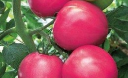 Apa kata penanam sayur tentang tomato Kalinka-Malinka