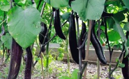 Hoe vorstbestendige aubergine King of the North op de juiste manier te kweken