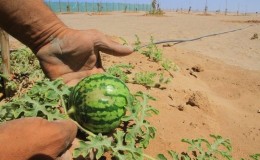 ¿Qué es una sandía: a qué familia pertenecen los frutos, qué son y para qué sirven?