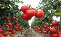 What types of tomatoes are there: key differences and features of choice