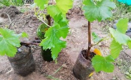 Como plantar uvas corretamente na primavera em terreno aberto