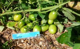 How to properly mulch tomatoes in a greenhouse with grass clippings and other materials