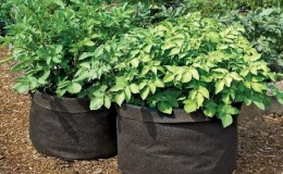 Rules for growing potatoes in bags