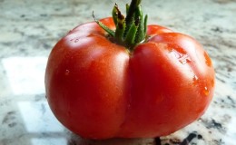 Tomato Em Champion: ciri dan perihalan varieti, ulasan dari mereka yang menanam tomato dan foto