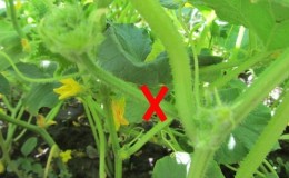 Why is it necessary to plant cucumbers and how to do it correctly