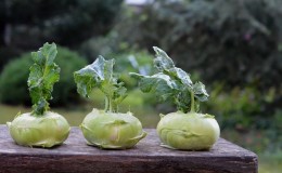 Menanam, menanam dan menjaga kubis kohlrabi