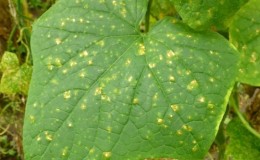 Prevention of occurrence and effective methods of treatment of peronosporosis of cucumbers